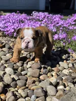 Yogi, a male English Bulldog for sale in Bidwell, OH – Photo 2 of 8
