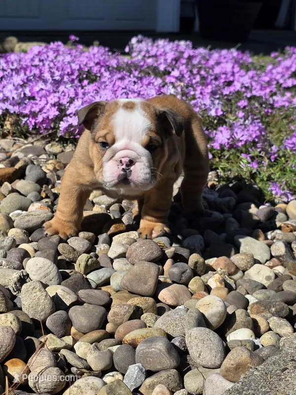 Yogi – English Bulldog puppy for sale in Bidwell, OH