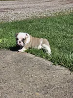 Angel, a female English Bulldog for sale in Bidwell, OH – Photo 4 of 4