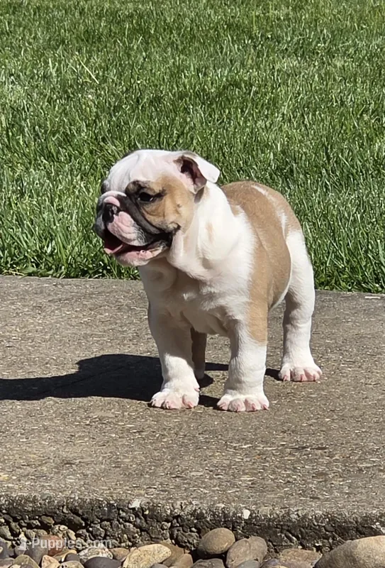 Angel – English Bulldog puppy for sale in Bidwell, OH