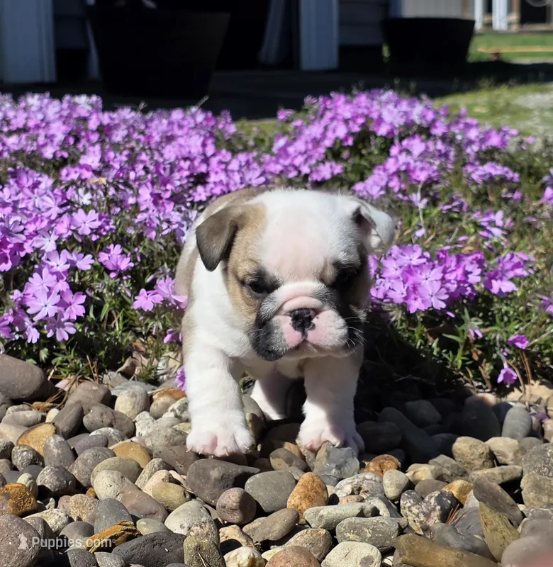 Angel – English Bulldog puppy for sale in Bidwell, OH
