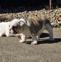 Angel, a female English Bulldog for sale in Bidwell, OH – Photo 3 of 4