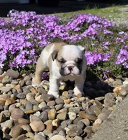 Angel, a female English Bulldog for sale in Bidwell, OH – Photo 2 of 4