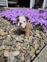 Mickey, a male English Bulldog for sale in Bidwell, OH – Photo 8 of 8