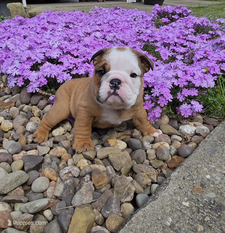 Mickey – English Bulldog puppy for sale in Bidwell, OH