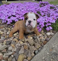 Mickey, a male English Bulldog for sale in Bidwell, OH – Photo 1 of 8