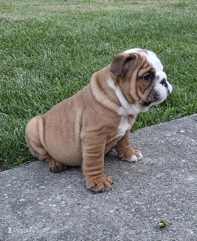 Mickey – English Bulldog puppy for sale in Bidwell, OH