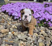 Mickey, a male English Bulldog for sale in Bidwell, OH – Photo 5 of 8