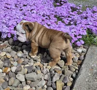Mickey, a male English Bulldog for sale in Bidwell, OH – Photo 7 of 8