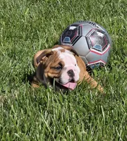 Mickey, a male English Bulldog for sale in Bidwell, OH – Photo 4 of 7