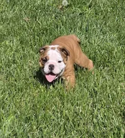 Mickey, a male English Bulldog for sale in Bidwell, OH – Photo 3 of 7