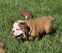 Mickey, a male English Bulldog for sale in Bidwell, OH – Photo 6 of 7
