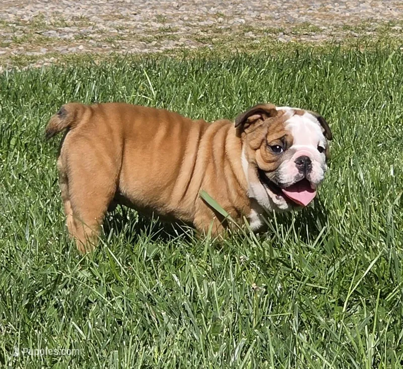 Mickey – English Bulldog puppy for sale in Bidwell, OH