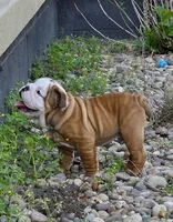 Mickey, a male English Bulldog for sale in Bidwell, OH – Photo 7 of 7