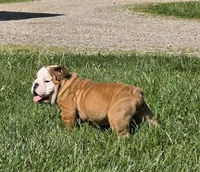 Mickey, a male English Bulldog for sale in Bidwell, OH – Photo 5 of 7