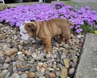 Mickey, a male English Bulldog for sale in Bidwell, OH – Photo 6 of 8