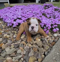 Mickey, a male English Bulldog for sale in Bidwell, OH – Photo 3 of 8