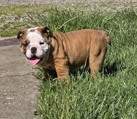 Mickey, a male English Bulldog for sale in Bidwell, OH – Photo 2 of 7