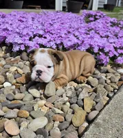 Mickey, a male English Bulldog for sale in Bidwell, OH – Photo 4 of 8