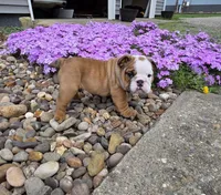 Mickey, a male English Bulldog for sale in Bidwell, OH – Photo 2 of 8
