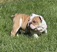 Chase, a male English Bulldog for sale in Bidwell, OH – Photo 1 of 4