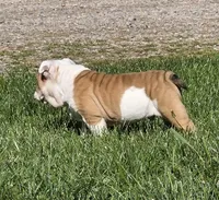 Chase, a male English Bulldog for sale in Bidwell, OH – Photo 3 of 4