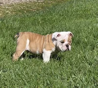 Chase, a male English Bulldog for sale in Bidwell, OH – Photo 2 of 4