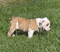 Chase, a male English Bulldog for sale in Bidwell, OH – Photo 4 of 4
