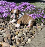 Nolan, a male English Bulldog for sale in Bidwell, OH – Photo 2 of 10
