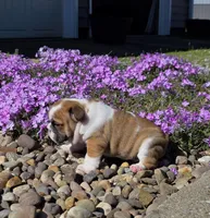Nolan, a male English Bulldog for sale in Bidwell, OH – Photo 5 of 10