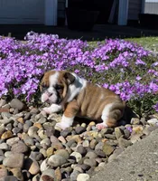 Nolan, a male English Bulldog for sale in Bidwell, OH – Photo 9 of 10