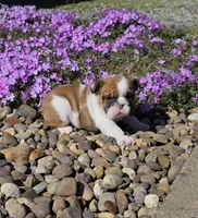 Nolan, a male English Bulldog for sale in Bidwell, OH – Photo 4 of 10