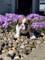 Nolan, a male English Bulldog for sale in Bidwell, OH – Photo 8 of 10