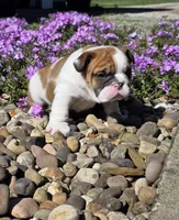 Nolan, a male English Bulldog for sale in Bidwell, OH – Photo 10 of 10