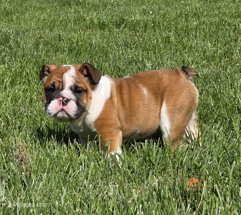 Nolan – English Bulldog puppy for sale in Bidwell, OH