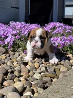 Nolan, a male English Bulldog for sale in Bidwell, OH – Photo 6 of 10