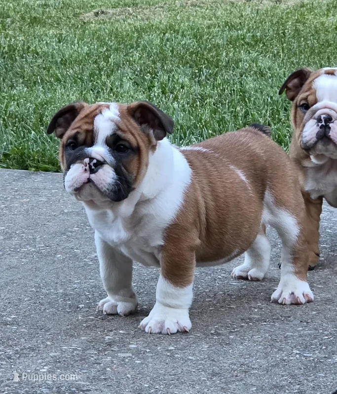 Nolan – English Bulldog puppy for sale in Bidwell, OH