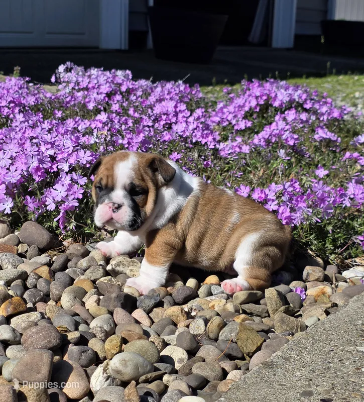 Nolan, a male English Bulldog for sale in Bidwell, OH – Photo 1 of 10