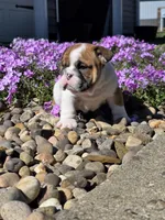 Nolan, a male English Bulldog for sale in Bidwell, OH – Photo 7 of 10