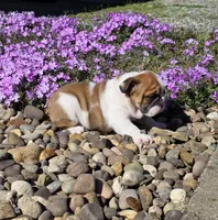 Nolan, a male English Bulldog for sale in Bidwell, OH – Photo 3 of 10