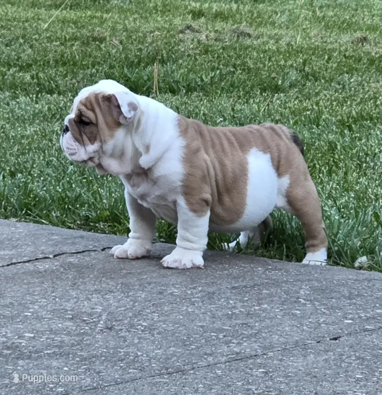 Chase – English Bulldog puppy for sale in Bidwell, OH