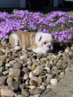 Chase, a male English Bulldog for sale in Bidwell, OH – Photo 4 of 7