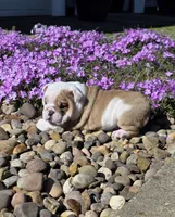 Chase, a male English Bulldog for sale in Bidwell, OH – Photo 3 of 7