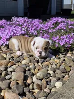 Chase, a male English Bulldog for sale in Bidwell, OH – Photo 5 of 7