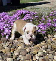 Chase, a male English Bulldog for sale in Bidwell, OH – Photo 1 of 7