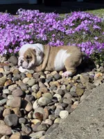 Chase, a male English Bulldog for sale in Bidwell, OH – Photo 6 of 7