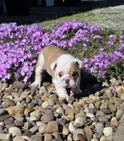 Chase, a male English Bulldog for sale in Bidwell, OH – Photo 2 of 7