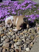 Chase, a male English Bulldog for sale in Bidwell, OH – Photo 7 of 7