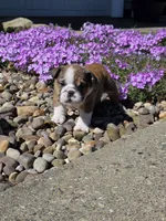 Reggie, a male English Bulldog for sale in Bidwell, OH – Photo 4 of 8