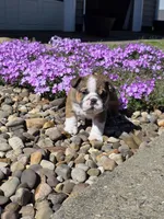 Reggie, a male English Bulldog for sale in Bidwell, OH – Photo 2 of 8